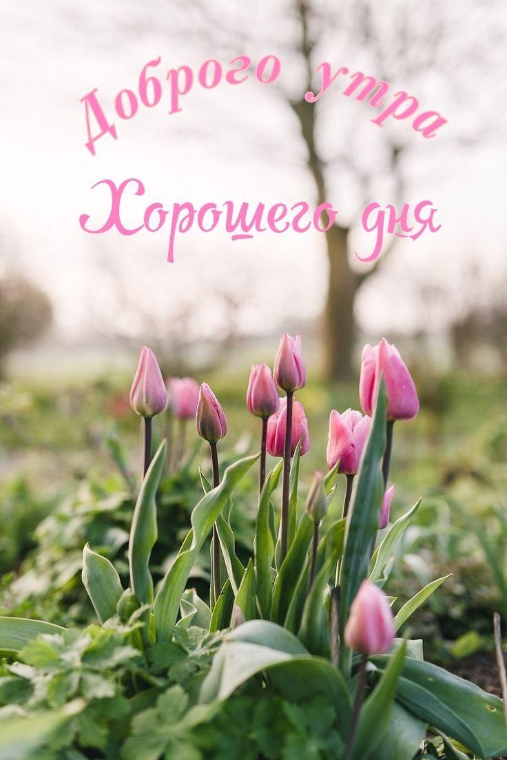Добродрго утра Хорошего дня