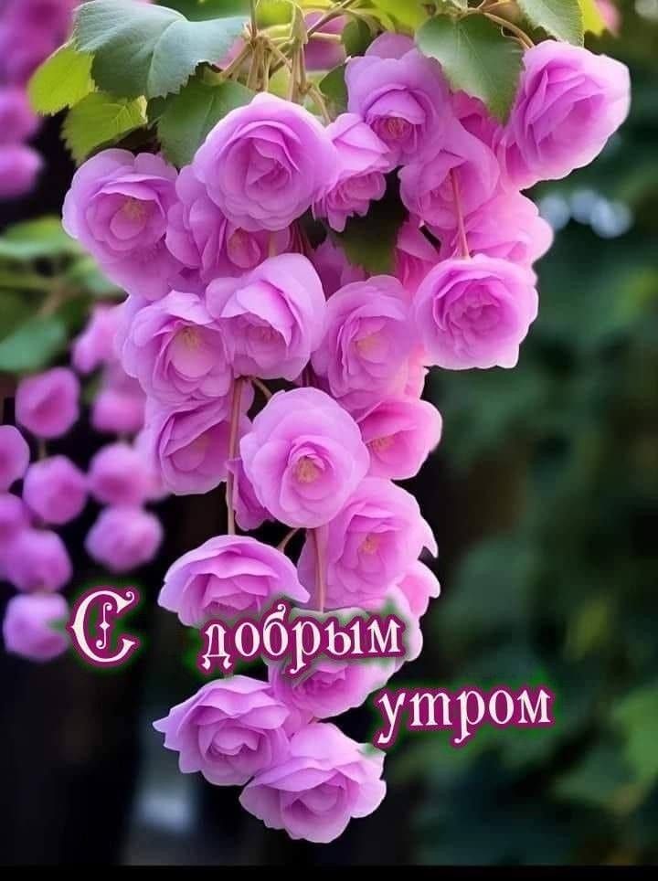 С добрым утром