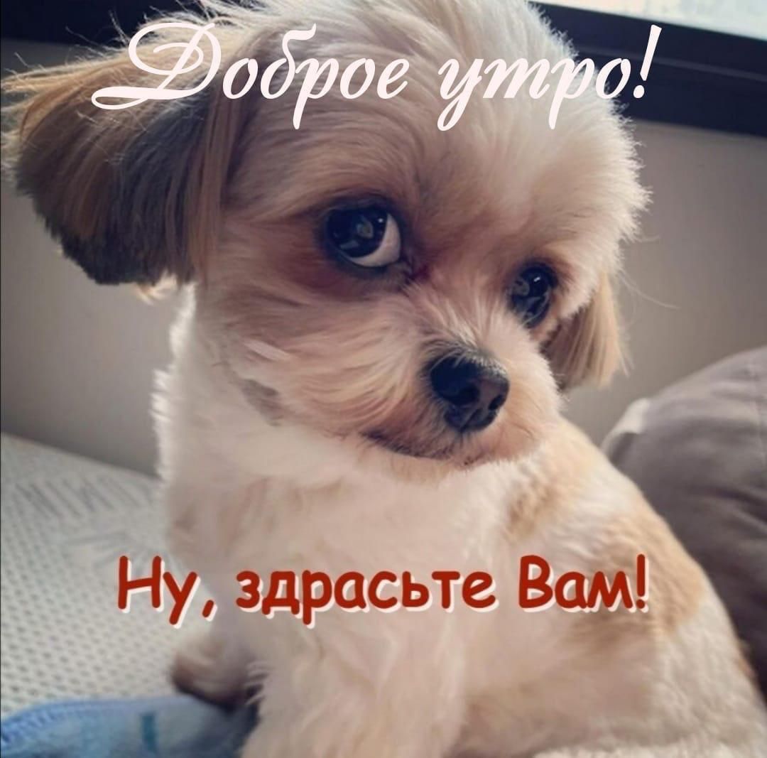 Доброе утро! Ну, здравствуйте Вам!