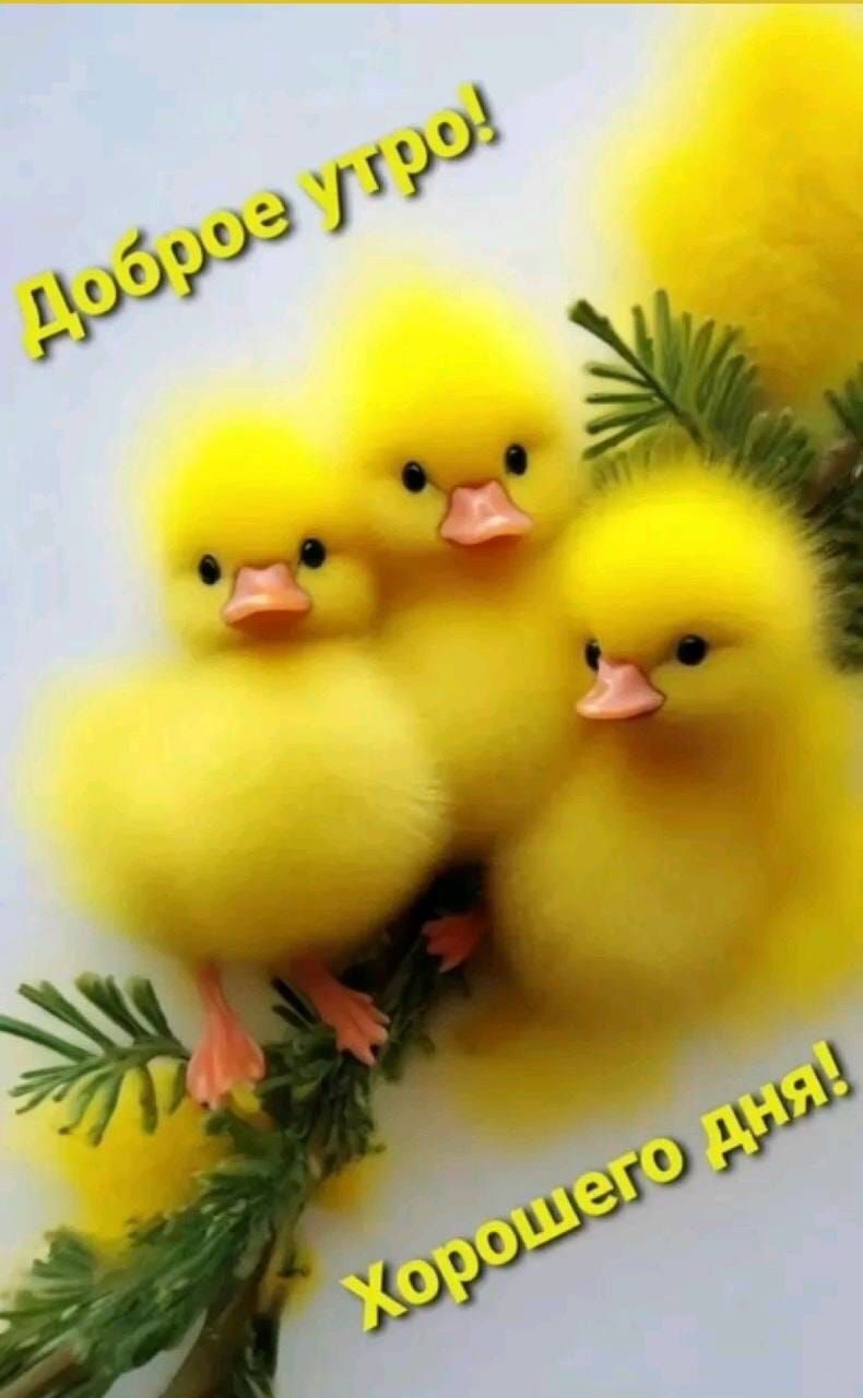 Доброе утро! Хорошего дня!