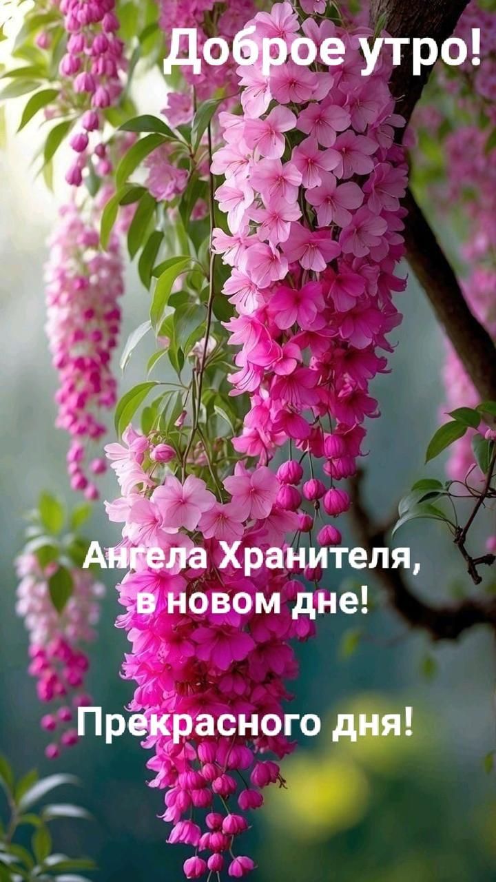 Доброе утро! Ангела Хранителя, в новом дне! Прекрасного дня!