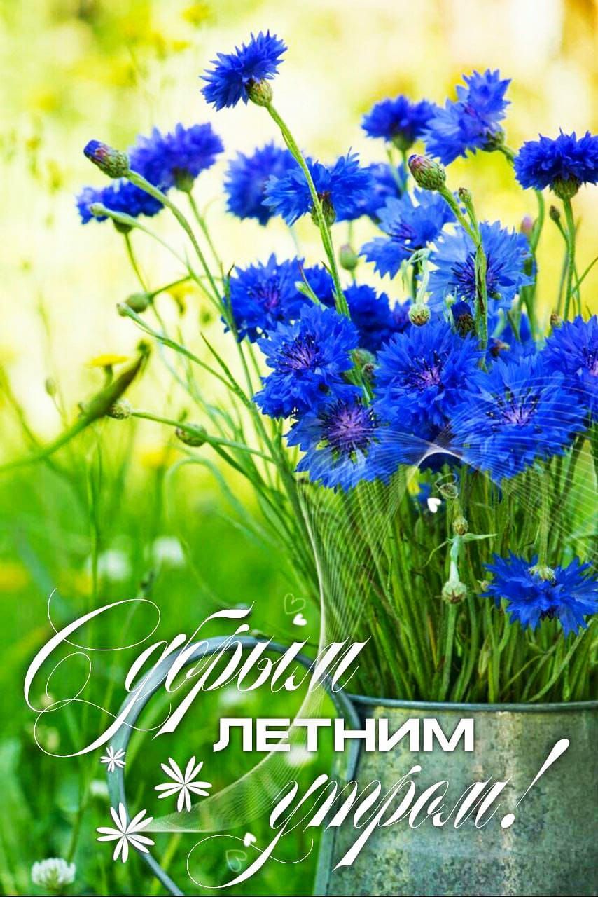 С добрым летним утром!