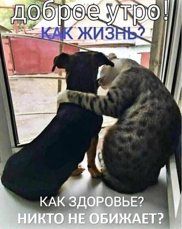 доброе утро! КАК ЖИЗНЬ? КАК ЗДОРОВЬЕ? НИКТО НЕ ОБИЖАЕТ?