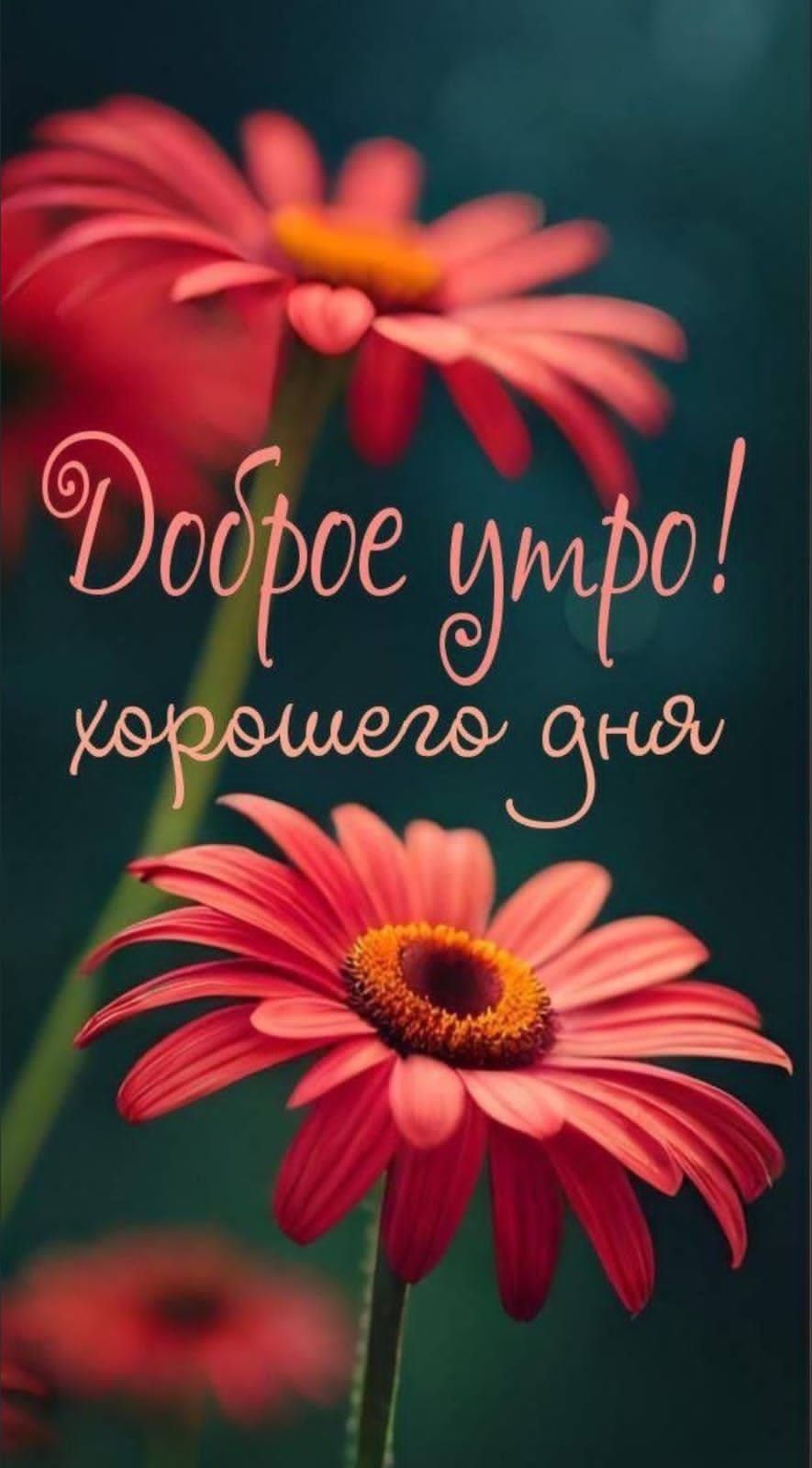 Доброе утро! хорошего дня