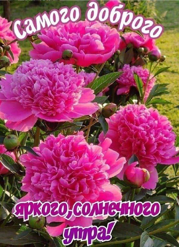самого доброго яркого, солнечного утра!