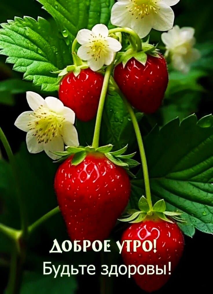 ДОБРОЕ УТРО! Будьте здоровы!