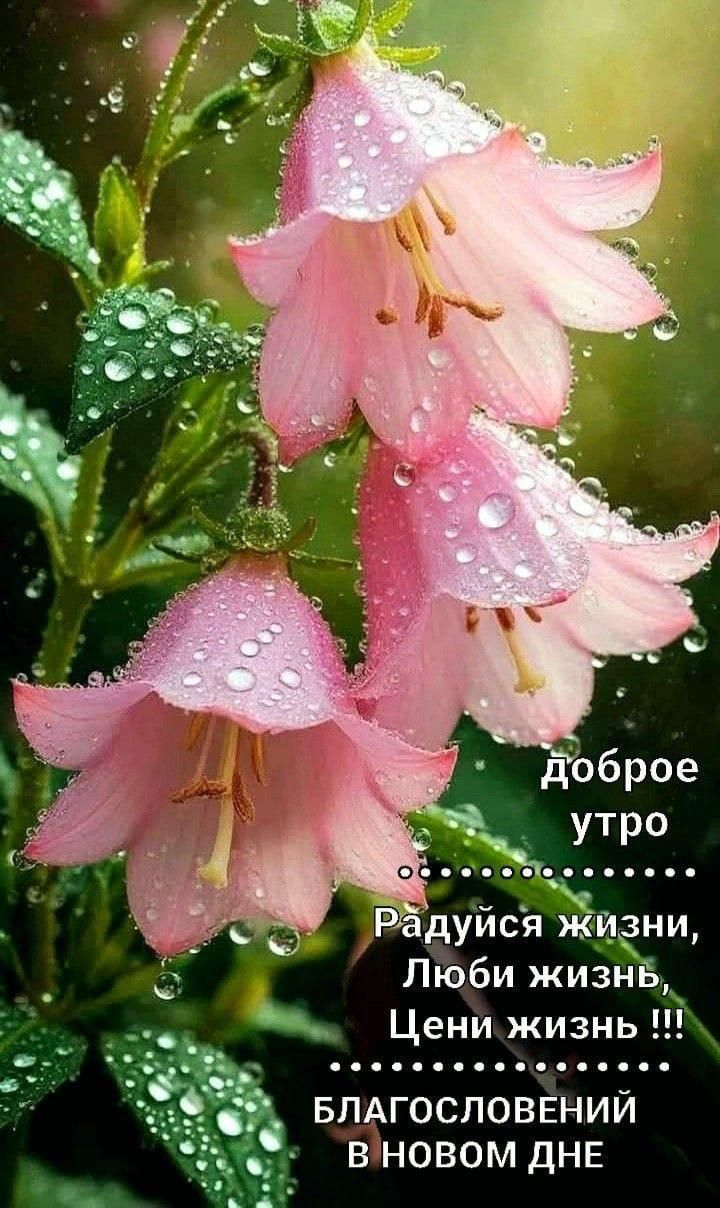 доброе утро
Радуйся жизни, Люби жизнь, Цени жизнь !!!
БЛАГОСЛОВЕНИЙ В НОВОМ ДНЕ