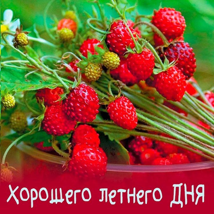 Хорошего летнего ДНЯ
