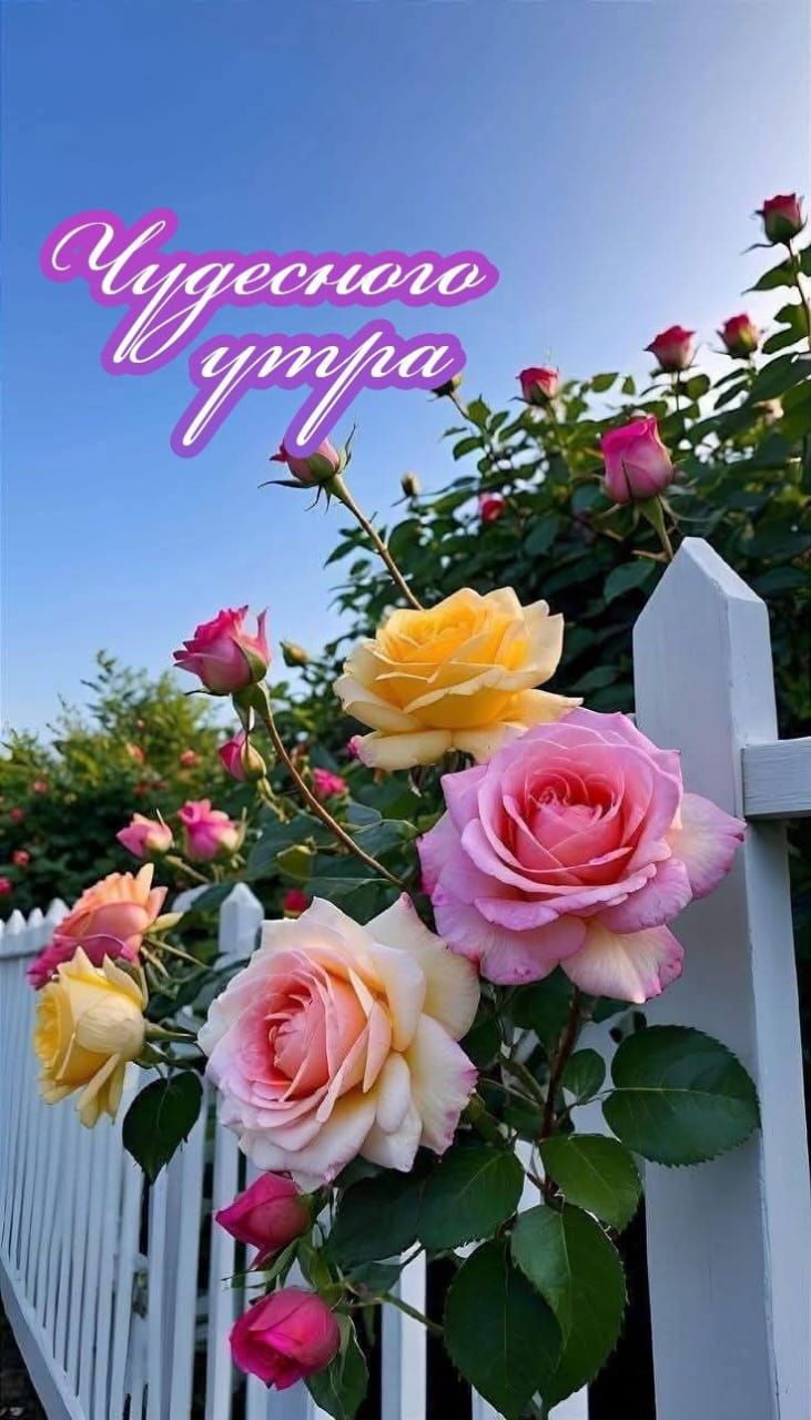 Чудесного утра