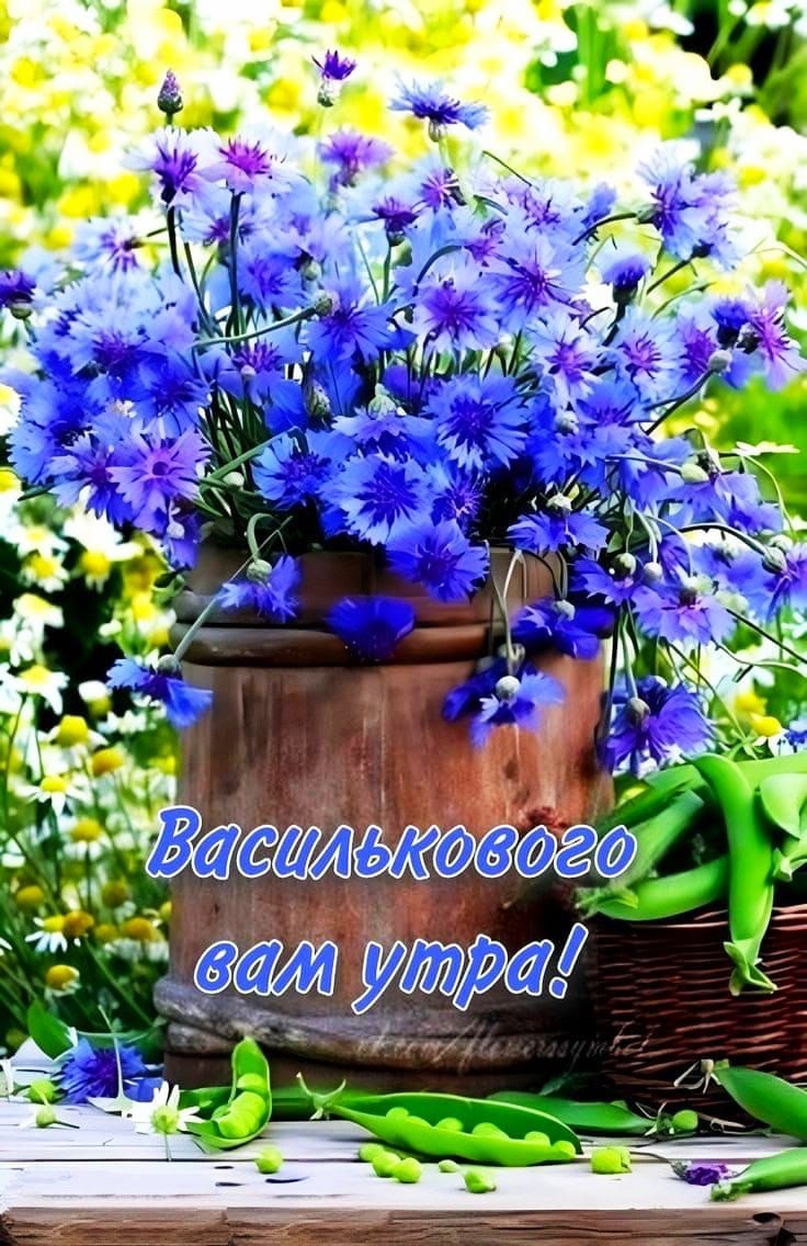 Василькового вам утра!