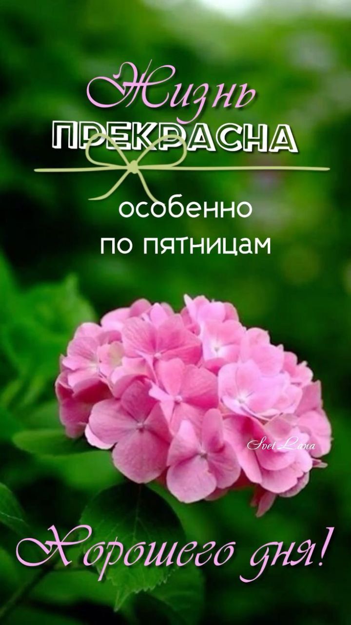 Жизнь прекрасна особенно по пятницам Хорошего дня!