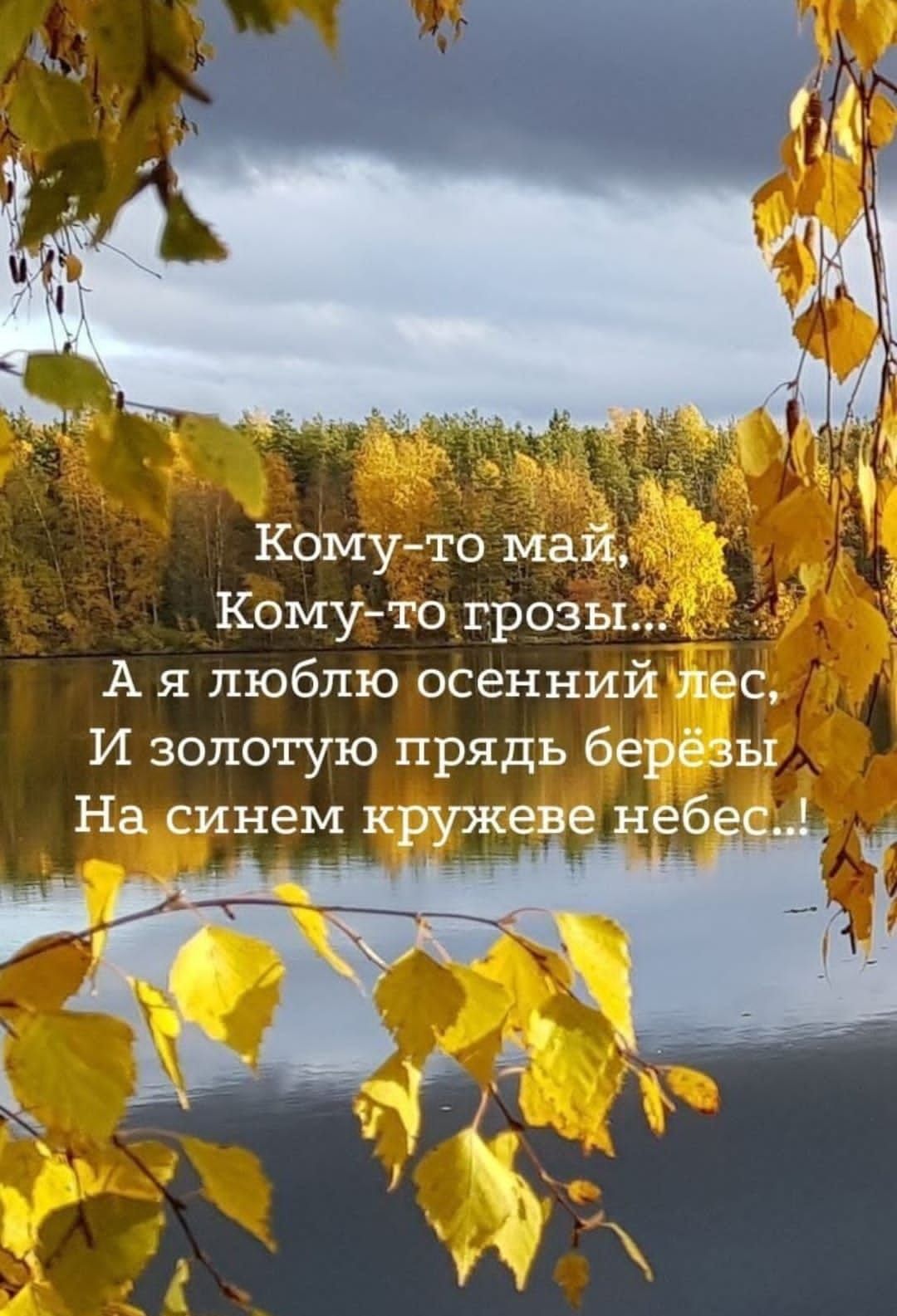 Кому-то май,
Кому-то грозы...
А я люблю осенний лес,
И золотую прядь берёзы
На синем кружеве небес...