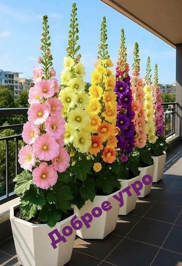 Доброе утро!