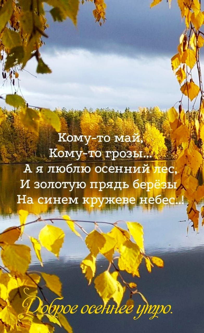Кому-то май,
Кому-то грозы...
А я люблю осенний лес,
И золотую прядь берёзы
На синем кружеве небес...
Доброе осеннее утро.