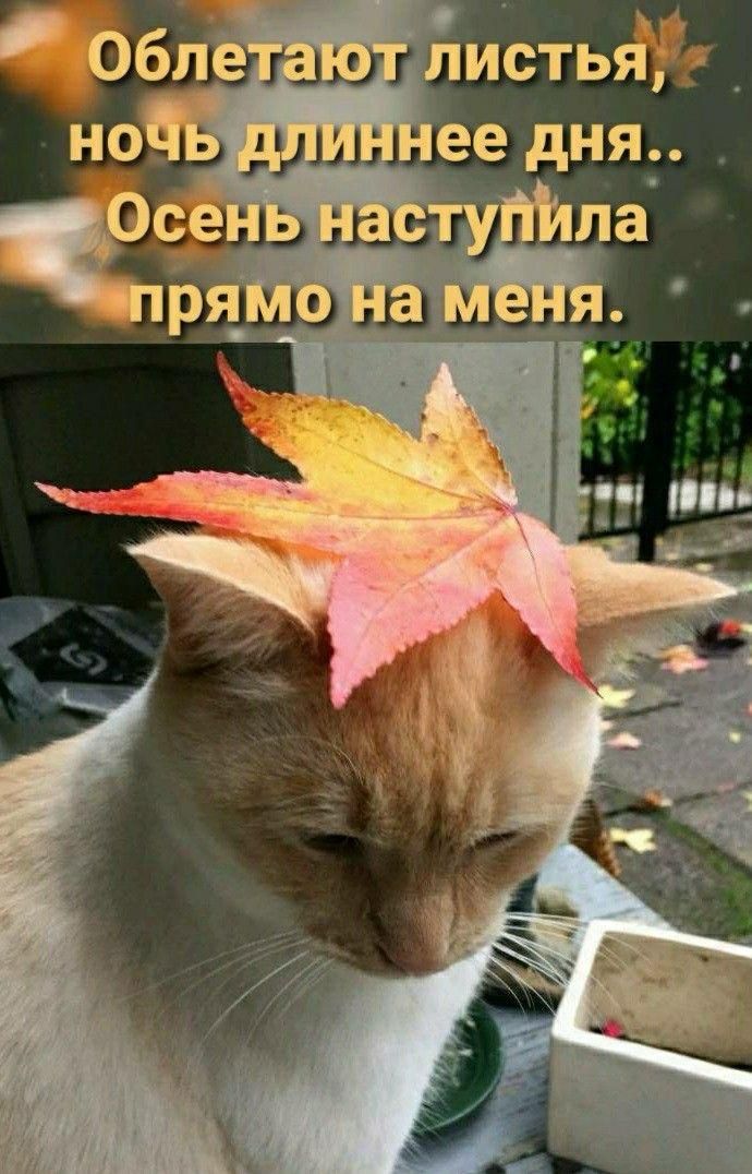 Облетают листья, ночь длиннее дня.. Осень наступила прямо на меня.