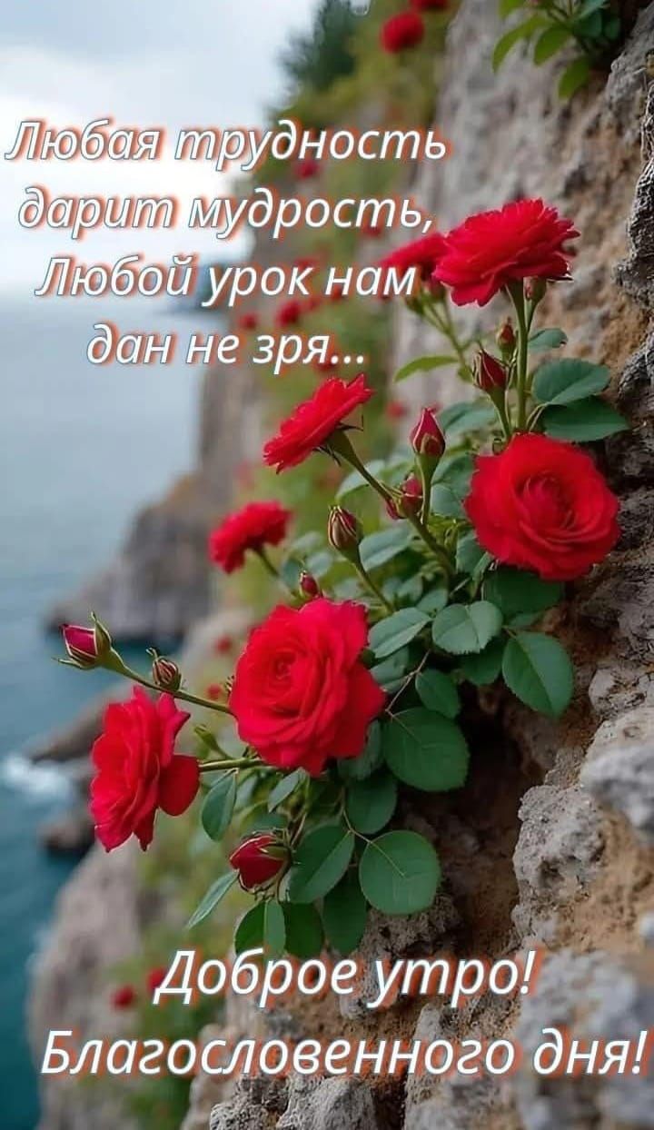 Любая трудность дарит мудрость, Любой урок нам дан не зря...
Доброе утро! Благословенного дня!