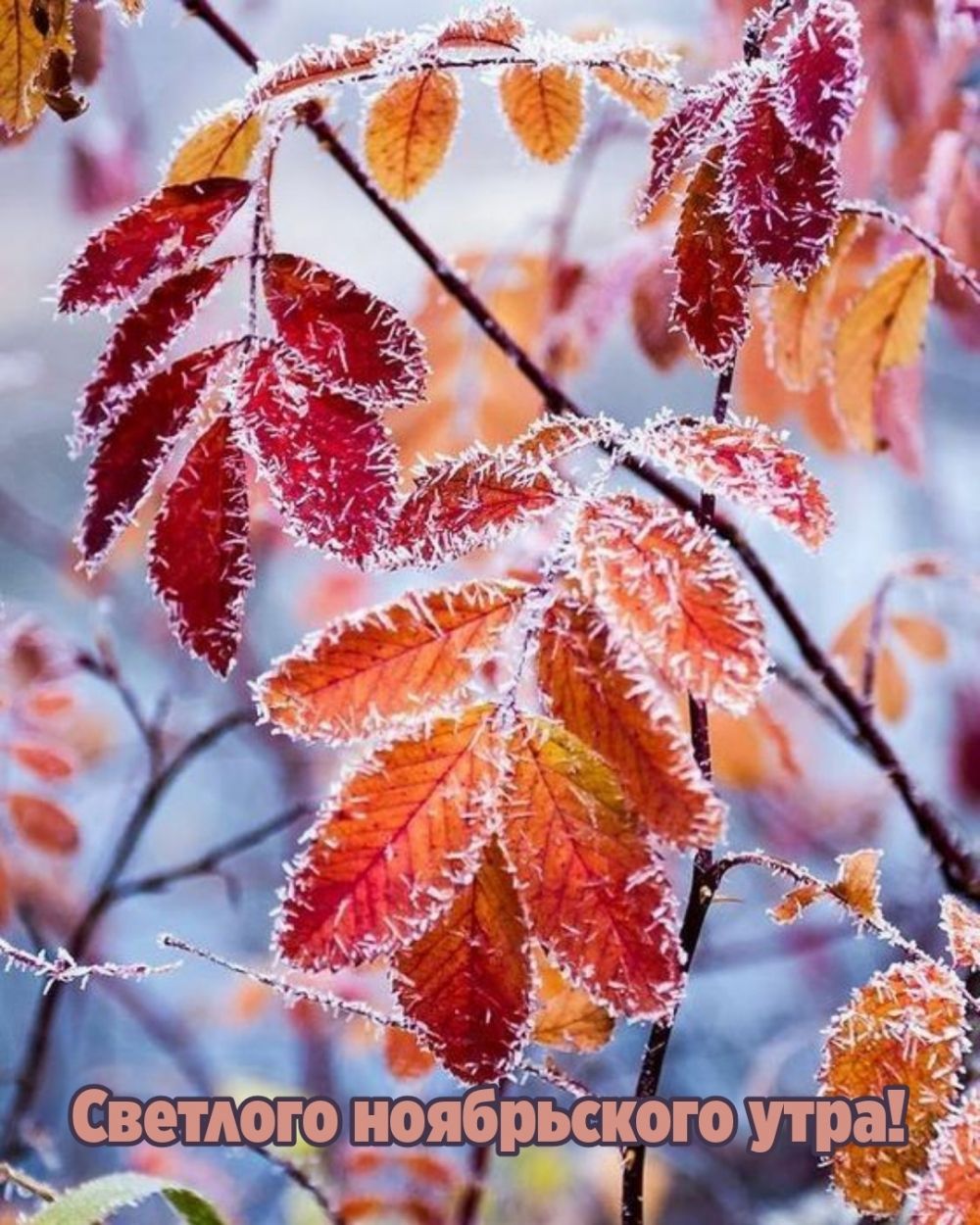 Светлого ноябрьского утра!