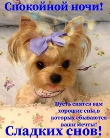 Спокойной ночи! Пусть снятся вам хорошие сны, в которых сбываются ваши мечты! Сладких снов!