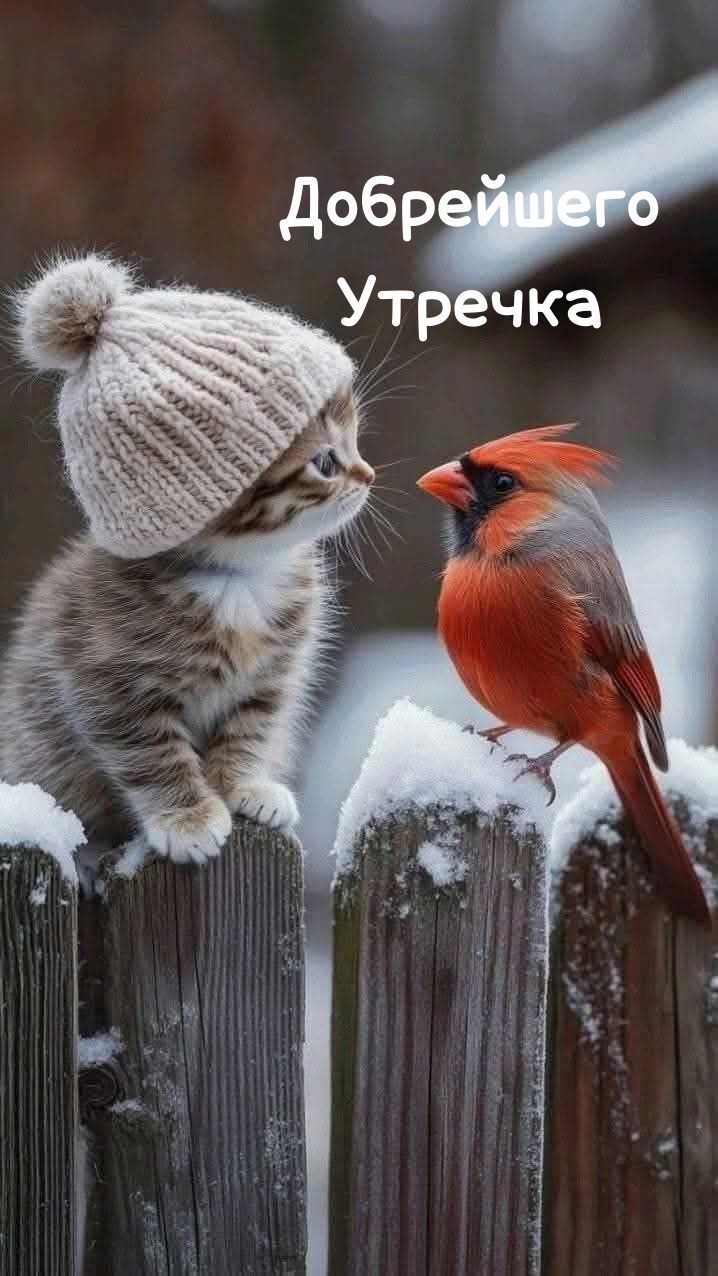 Добрейшего Утречка