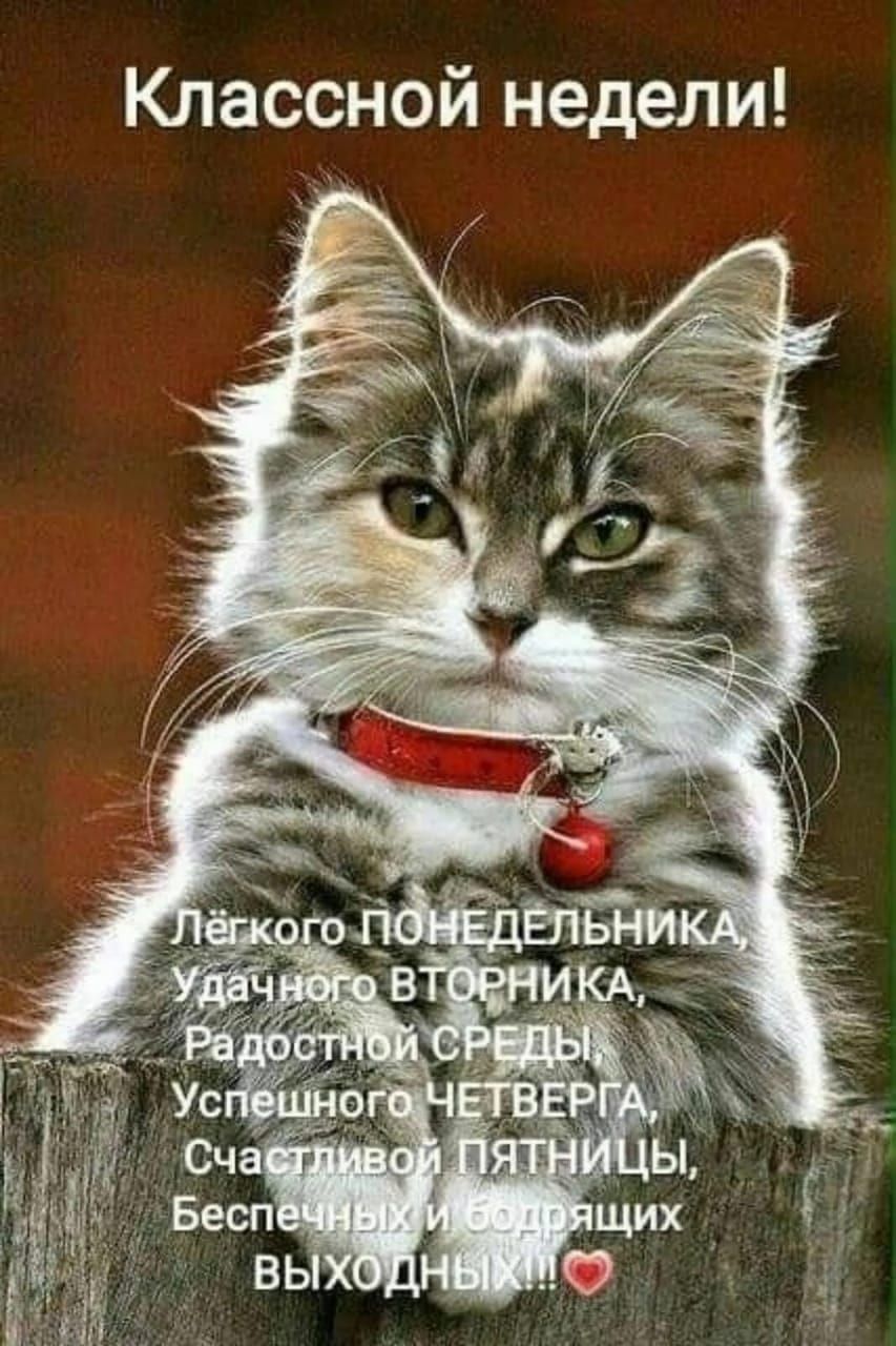 Классной недели! Лёгкого ПОНЕДЕЛЬНИКА, Удачного ВТОРНИКА, Радостной СРЕДЫ, Успешного ЧЕТВЕРГА, Счастливой ПЯТНИЦЫ, Беспечных и бодрящих выходных!