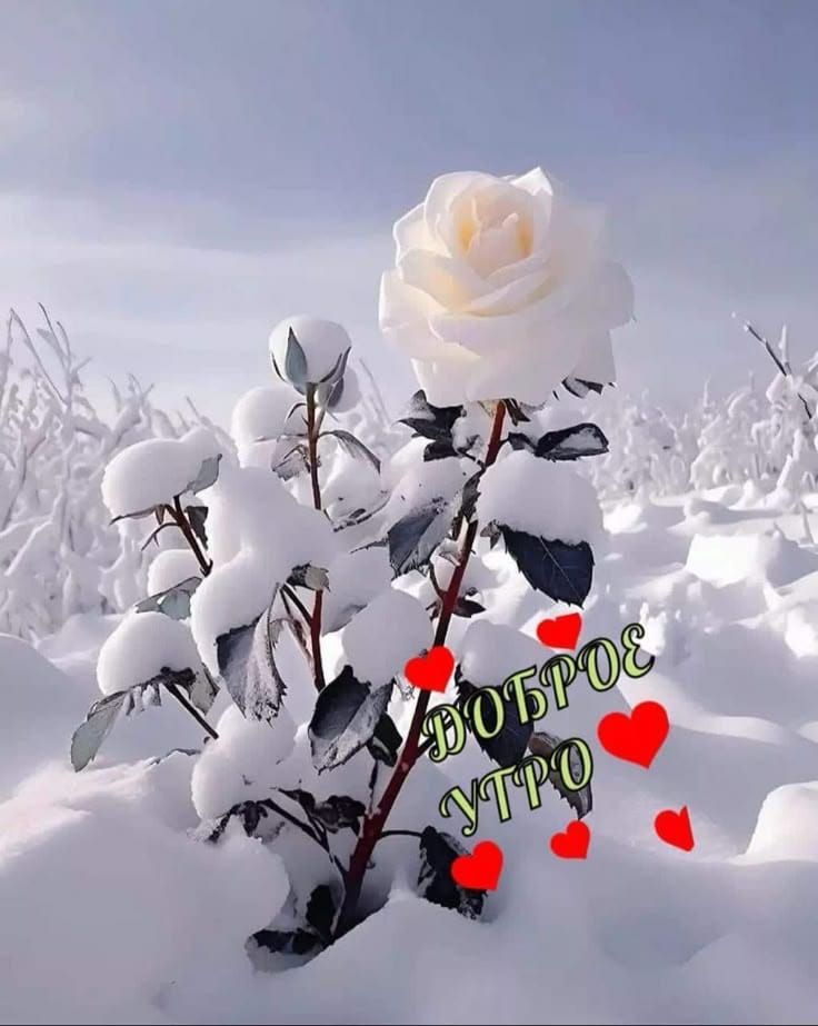 Доброе утро