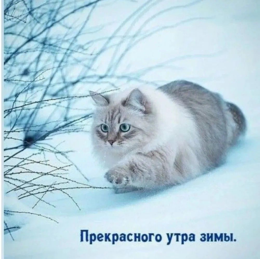 Прекрасного утра зимы.