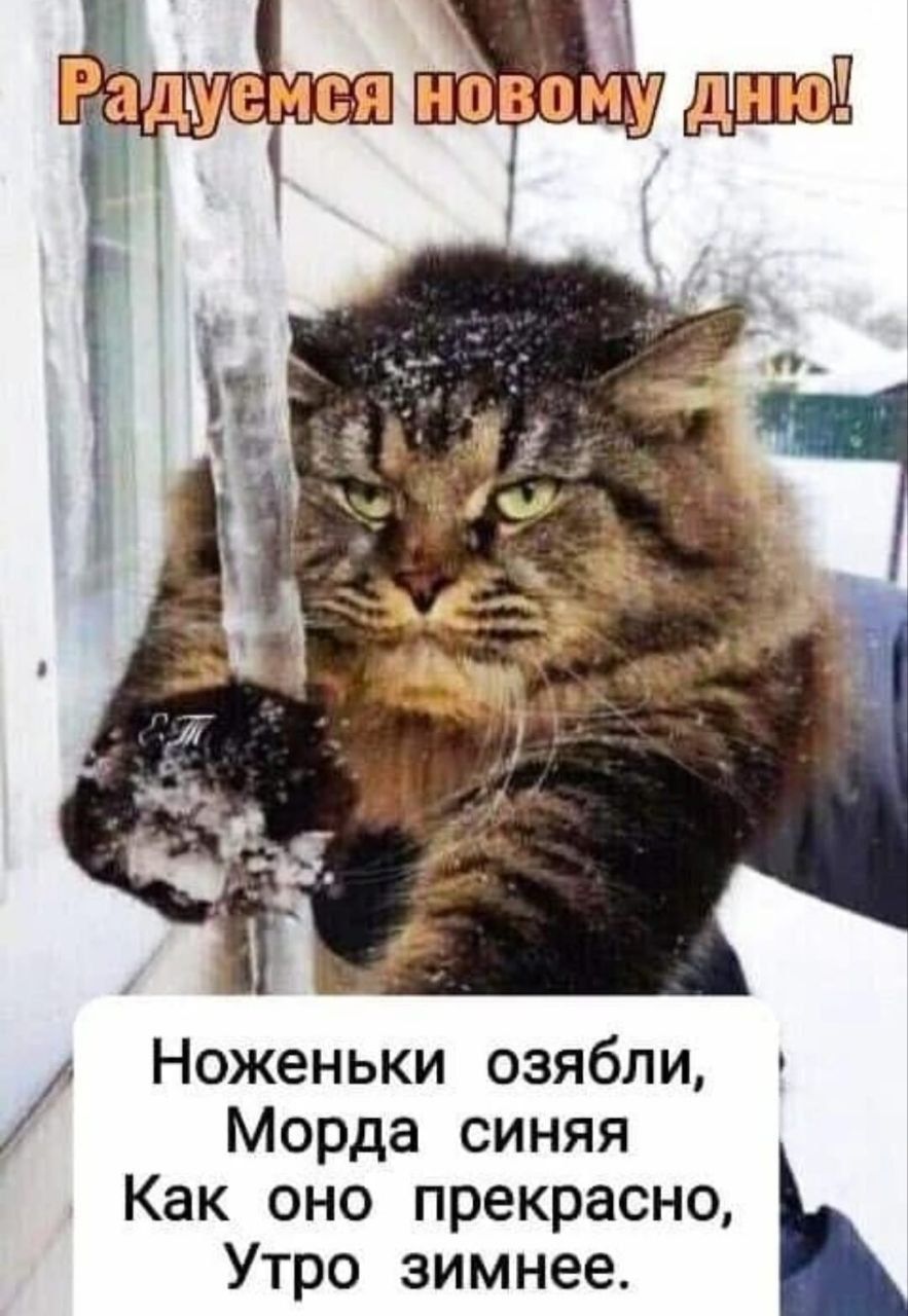 Радуемся новому дню! Ноженьки озябли, Морда синяя Как оно прекрасно, Утро зимнее.