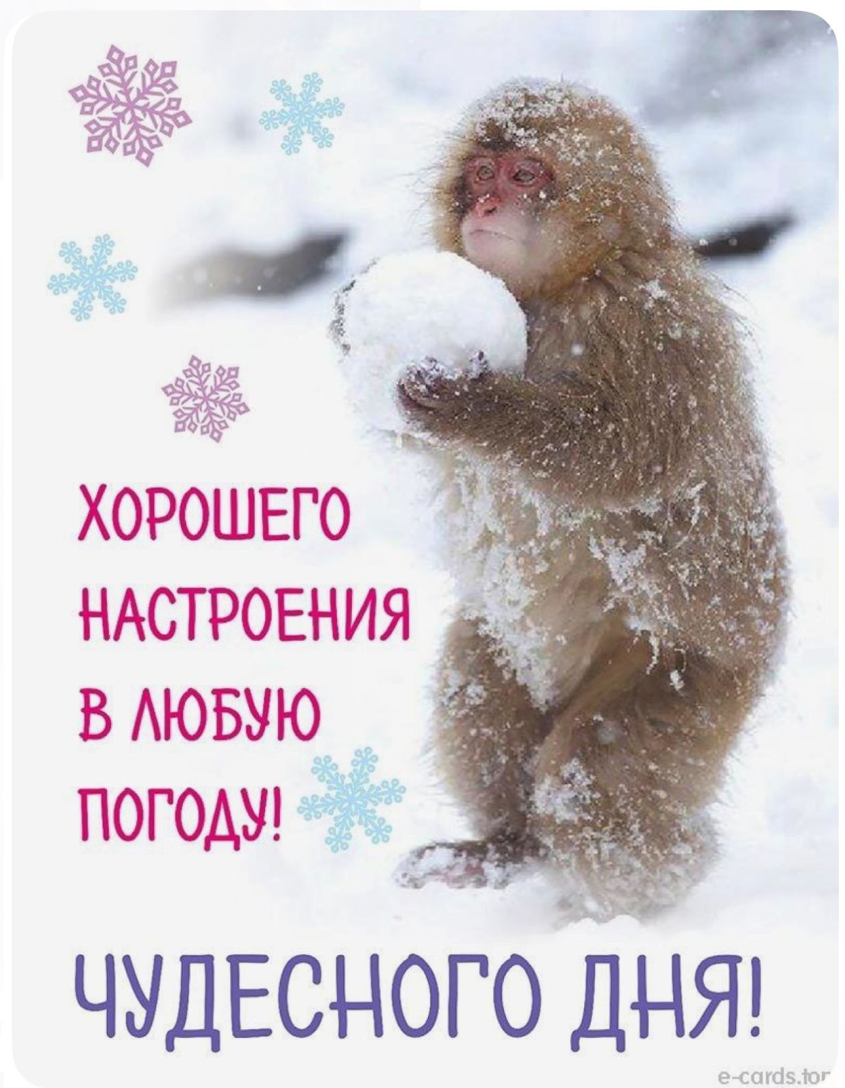 ХОРОШЕГО НАСТРОЕНИЯ В ЛЮБУЮ ПОГОДУ! ЧУДЕСНОГО ДНЯ!