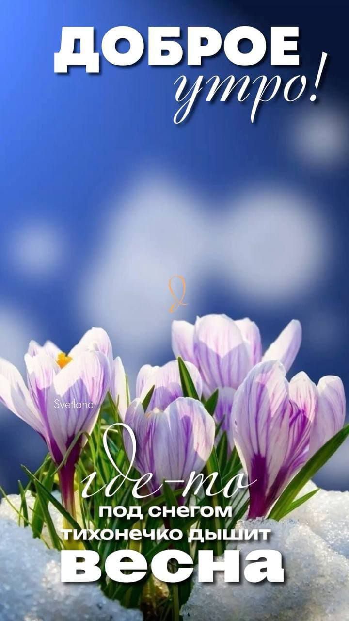 ДОБРОЕ утро! где-то под снегом тихонечко дышит весна