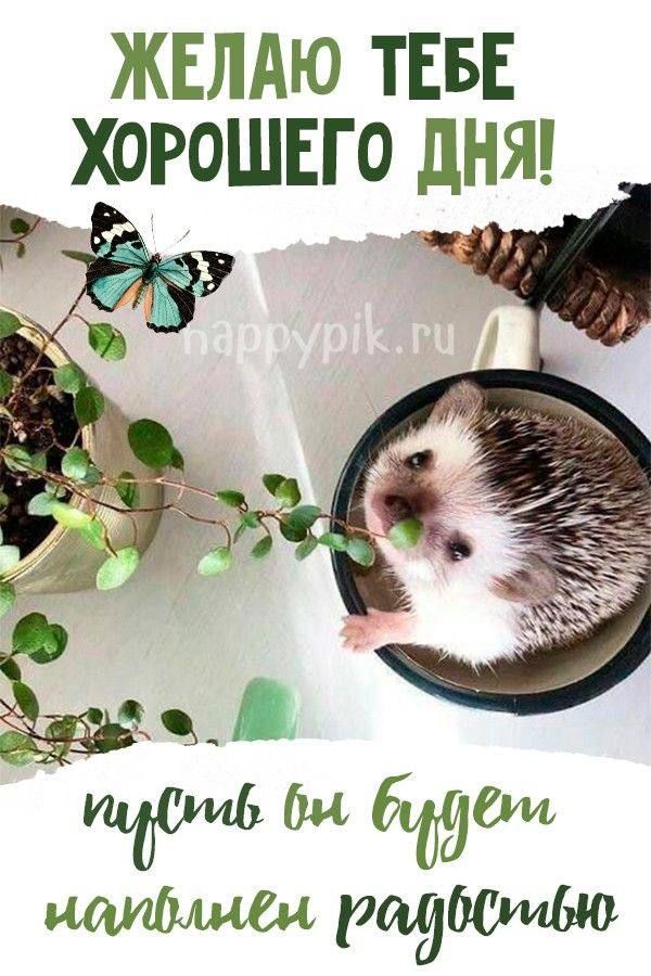 ЖЕЛАЮ ТЕБЕ ХОРОГОГО ДНЯ! пусть бы будет наполнен радостью