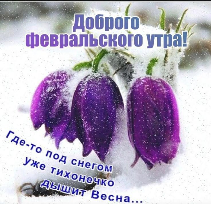 Доброго февральского утра! Где-то под снегом уже тихонечко дышит Весна...