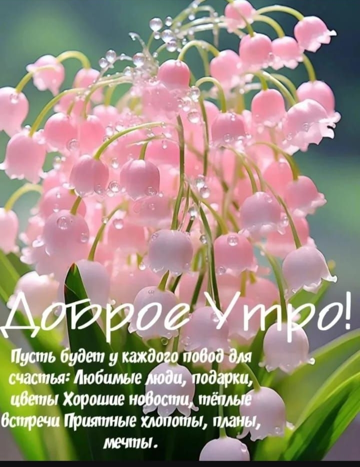 Доброе Утро! Пусть будет у каждого повод для счастья: Любимые люди, подарки, цветы Хорошие новости, тёплые встречи Приятные хлопоты, планы, мечты.