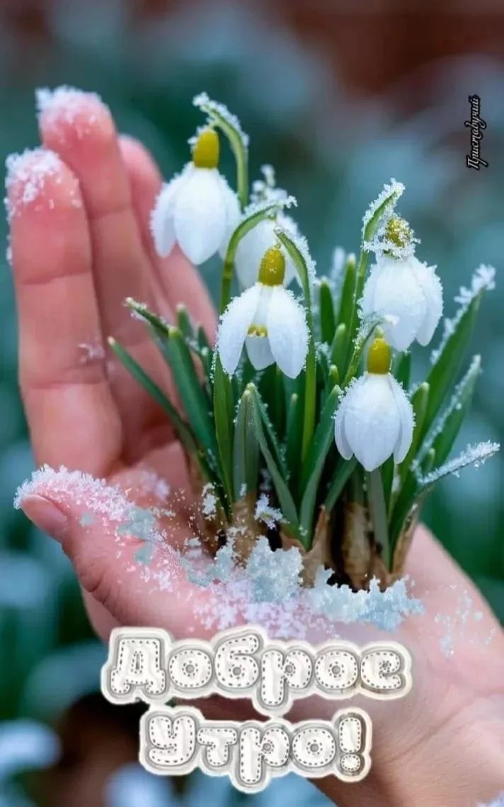 Доброе утро! Приславучий