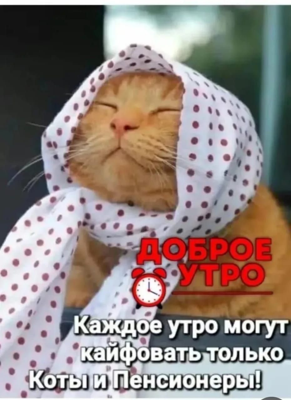 ДОБРОЕ УТРО Каждое утро могут кайфовать только Коты и Пенсионеры!
