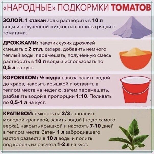 «НАРОДНЫЕ» ПОДКОРМКИ ТОМАТОВ ЗОЛОЙ: 1 стакан золы растворить в 10 л воды и полученной жидкостью полить грядки с томатами. ДРОЖЖАМИ: пакетик сухих дрожжей смешать с 2 ст.л. сахара, добавить немного теплой воды, перемешать, полученную смесь растворить в 10 л воды и использовать по 0,5 л на куст. КОРОВЯКОМ: ½ ведра навоза залить водой до краев,