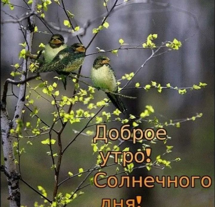 Доброе утро! Солнечного дня!
