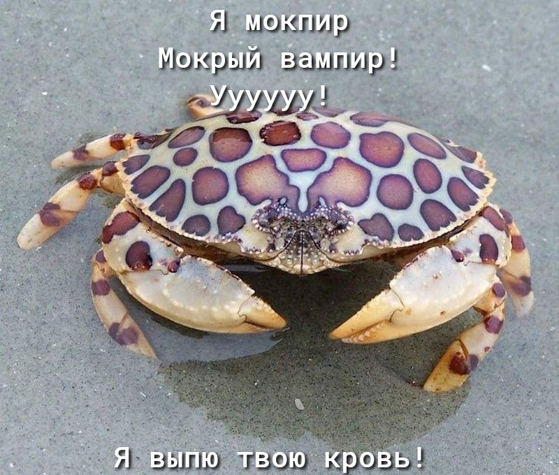 Я допишу Иэкрый Вампир ЩЦЁ