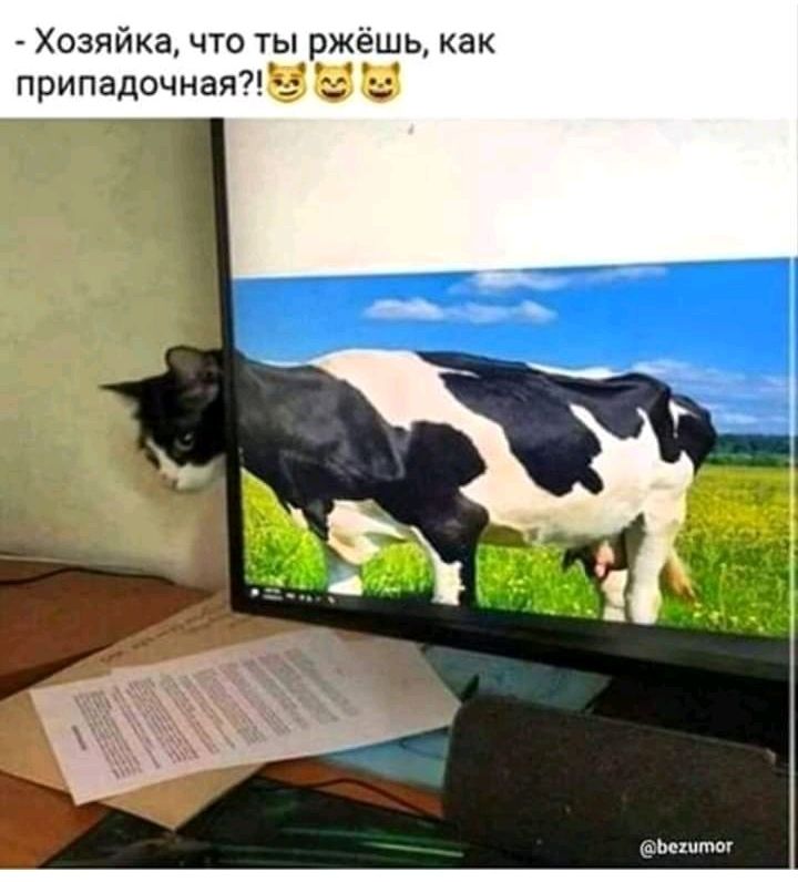 Хозяйка что ты ржёшь как ъяьпс припадочная 53