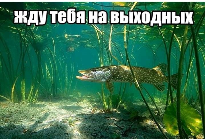 ___ ЧЩ _ 115 бя на приходных