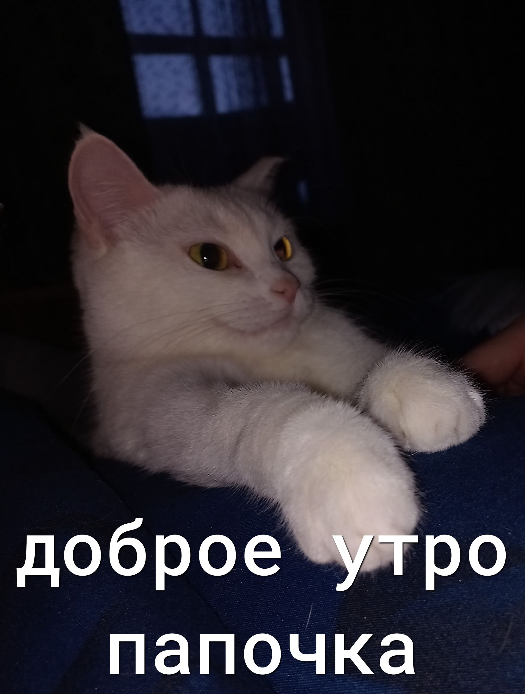 Папочка