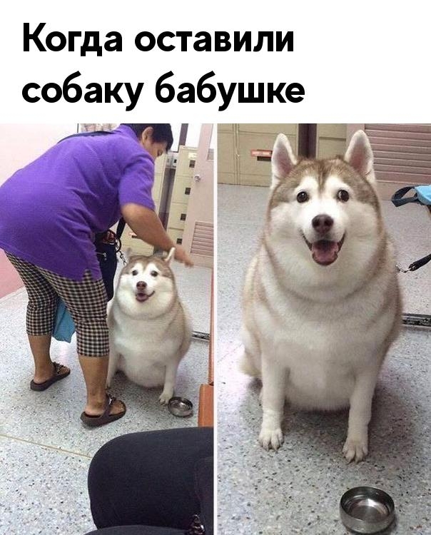 Когда оставили собаку бабушке