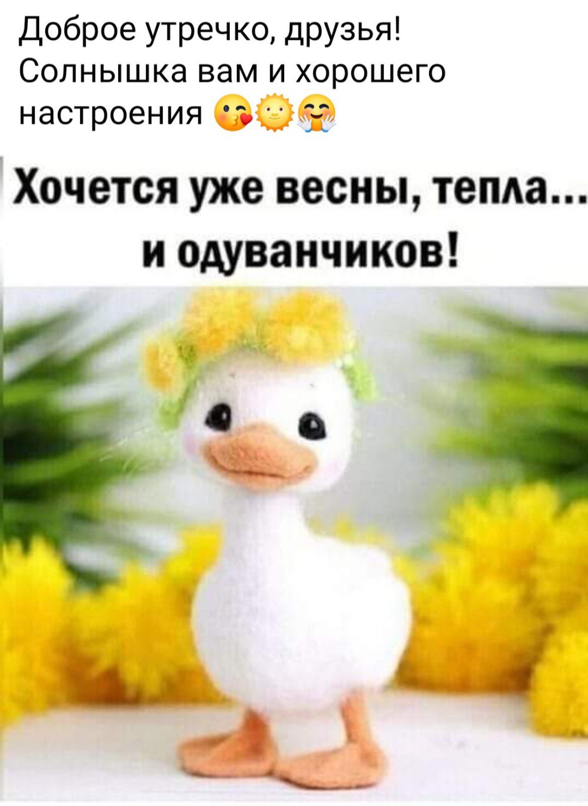 Доброе утреч ко друзья Солнышка вам и хорошего настроения в Хочется уже весны тепла и одуванчиков