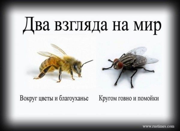 Два взгляда на мир Вокруг цветы и пашухлньс Кругом говно и помойки