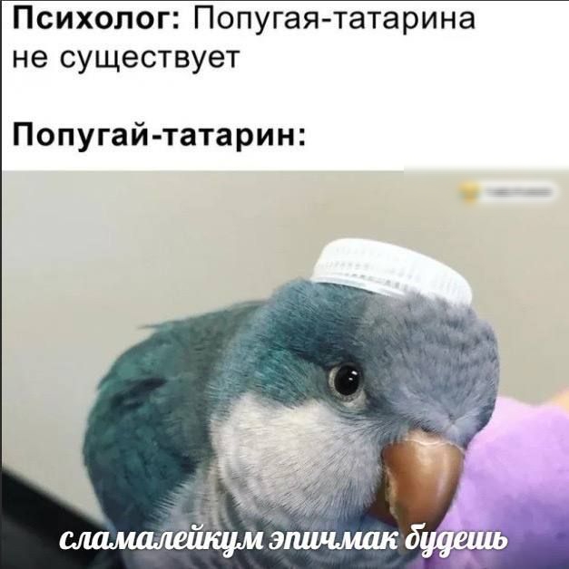 Психолог Попугаятатарина не существует Попугай татарин