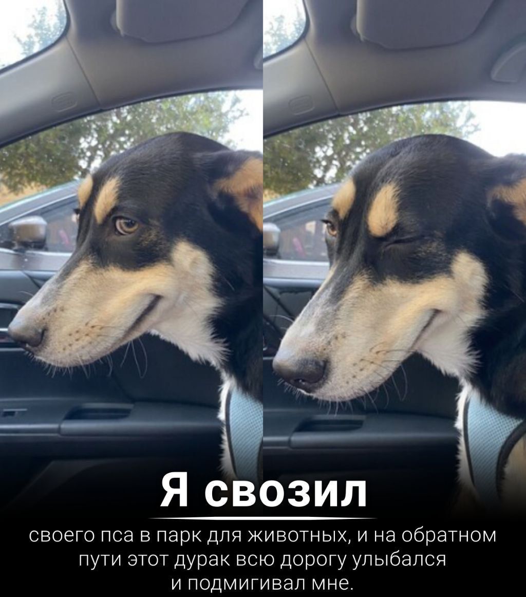 Я свозил своего пса в парк для животных и на обратном пути этот дурак всю дорогу улыбался и подмигивал мне