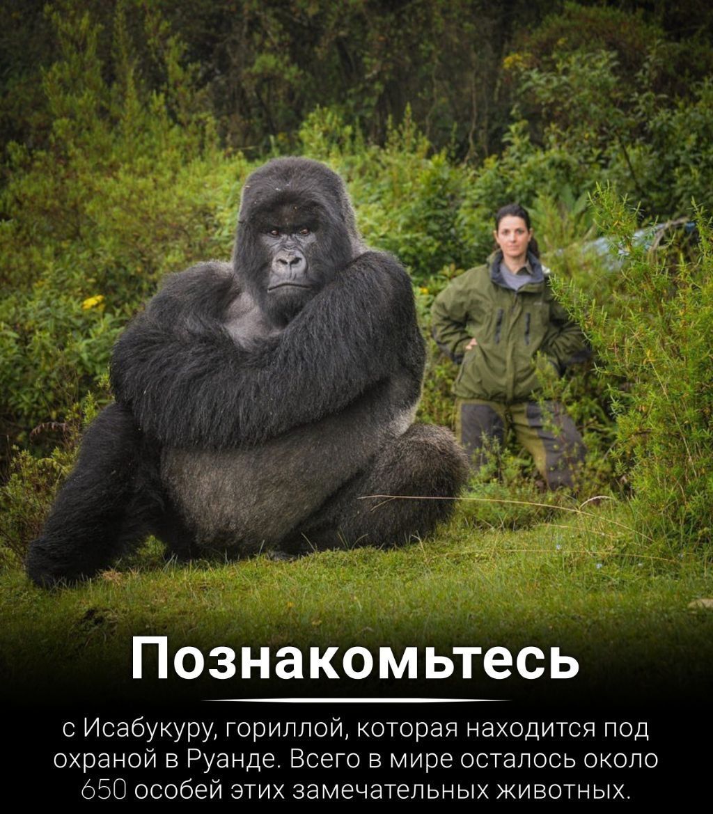 Познакомьтесь Исабукуру гориллай хоторзя находится под охраной Руанда Всего в мире осталось охоло сас особей этих замечательных животных
