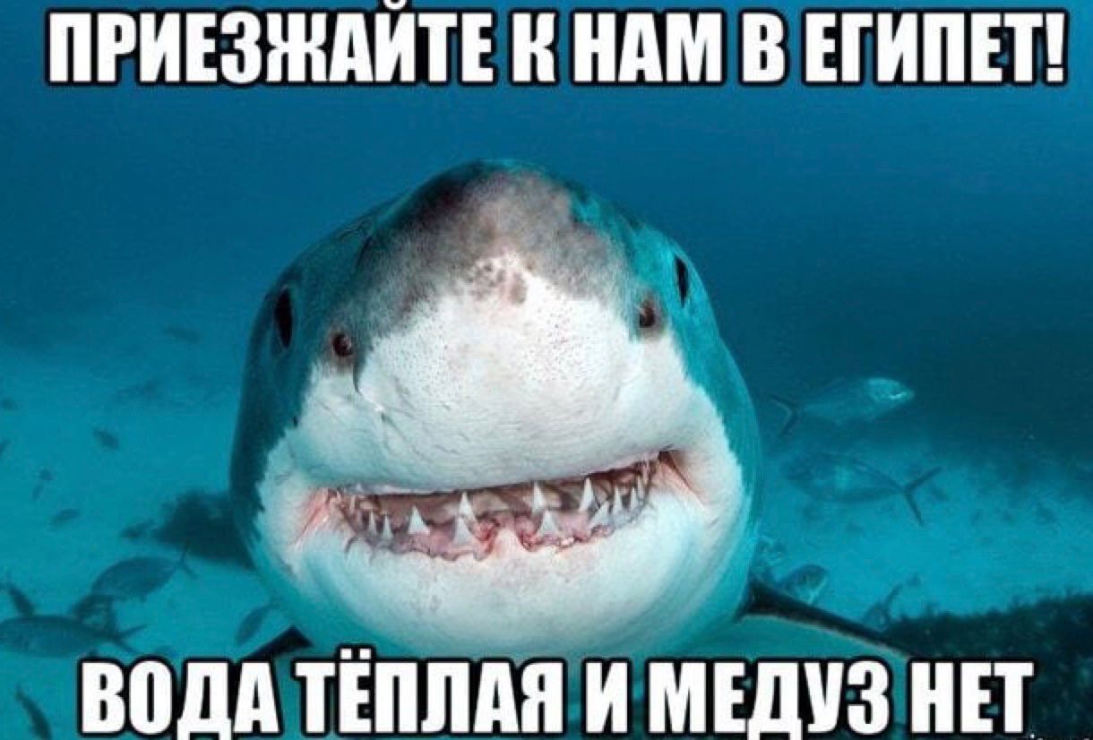 ПРИЕЗЖПЙТЕ ШШ В ЕГИПЕТ води ТЁППАП И МЕДУЗ НЕТ