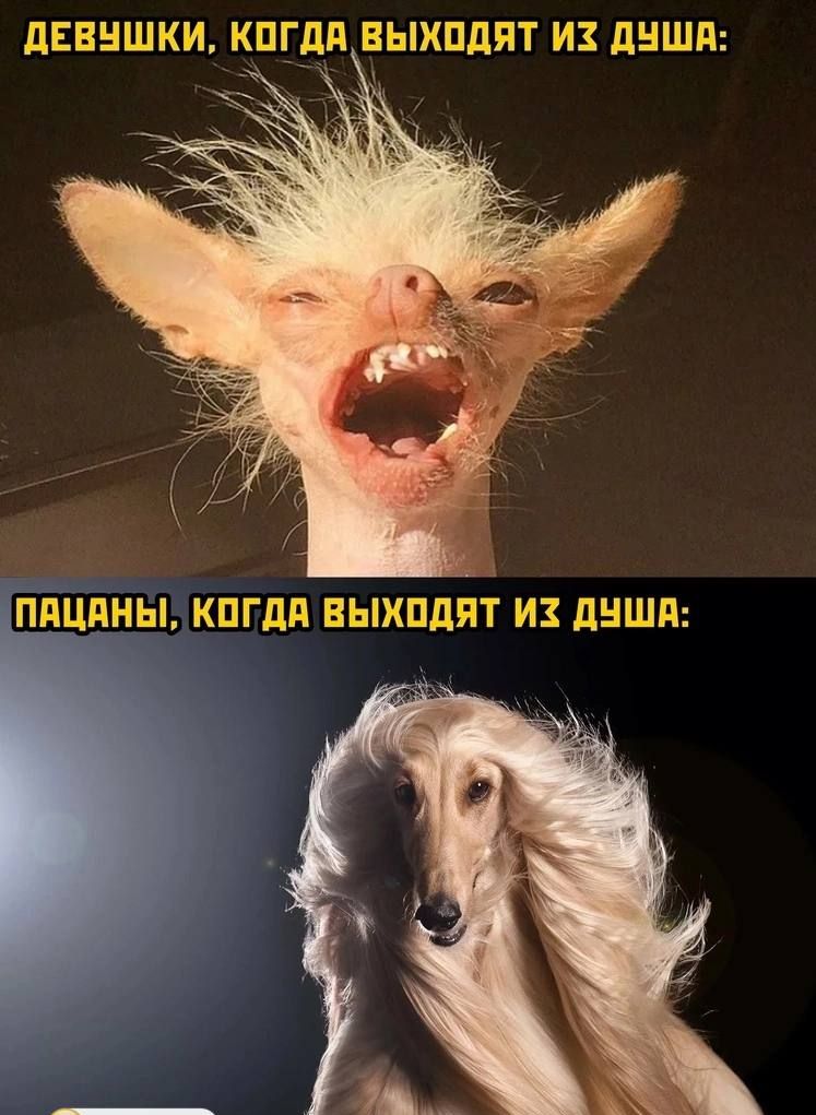 дЕЕНШКИ КПГдП ВЫХПДЯТ И ПНШП