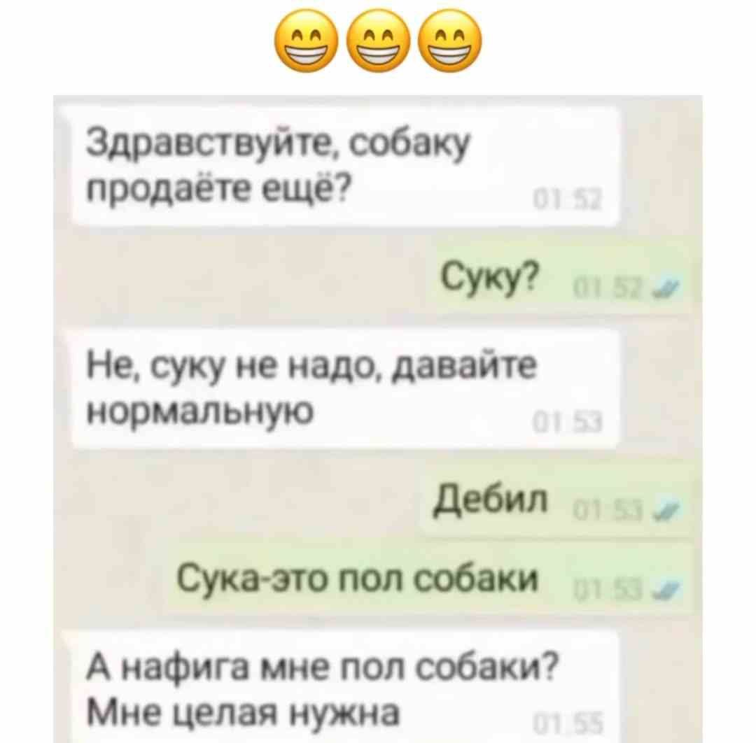 Здравствуйте собаку продаёте еще м Не суку не надо давайт нормальную к ш А нафига мне под собаки Мне целая нужна