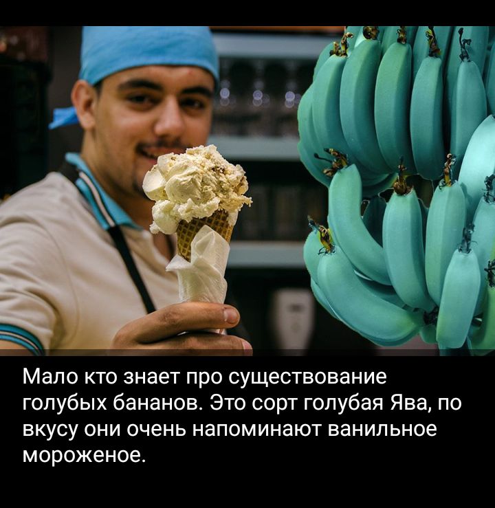 Мало кто знает про существование голубых Бананов Это сорт голубая Ява по вкусу они очень напоминают ванильное мороженое